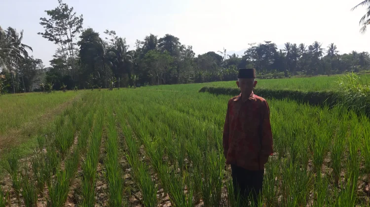 Ancaman Gagal Panen Kepung Sukaresmi Kabupaten Pandeglang