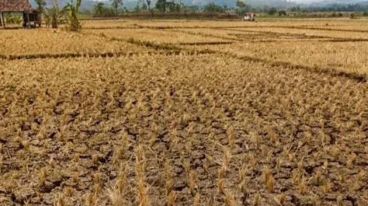 Ratusan Petani Lebak Beralih Profesi Imbas Kemarau Panjang