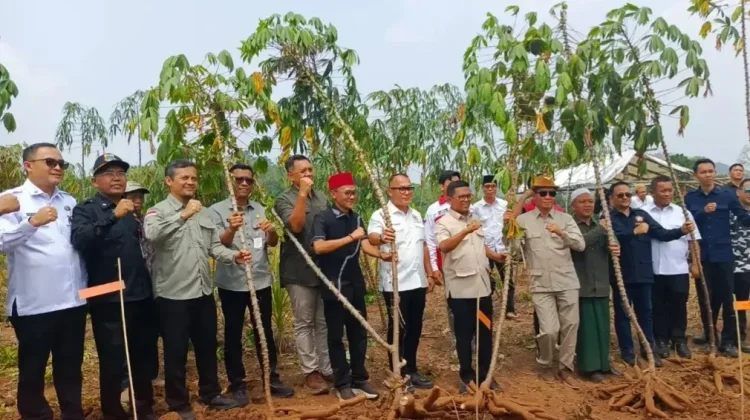 Panen Singkong Cimarga Perkuat Ketahanan Pangan Banten