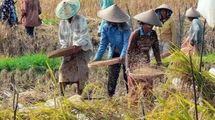 Cadangan Pangan Lebak Aman hingga Awal 2027