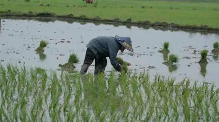 Petani Lebak Belum Laporkan Dampak Hujan Abu Vulkanis Krakatau