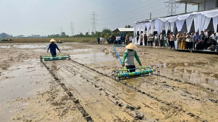 Balai Modernisasi Pertanian Bersama BI Banten Gelar Gerakan Tanam Serentak