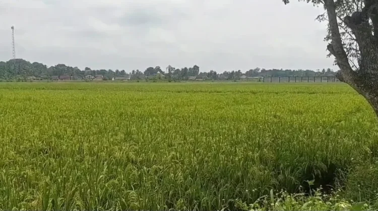 Antisipasi Kelangkaan Pangan Disketapan Lebak Lakukan Koordinasi Lintas OPD