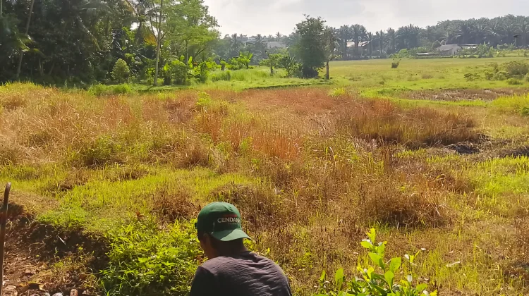 Jerit Petani Pandeglang Hadapi Musim Puso