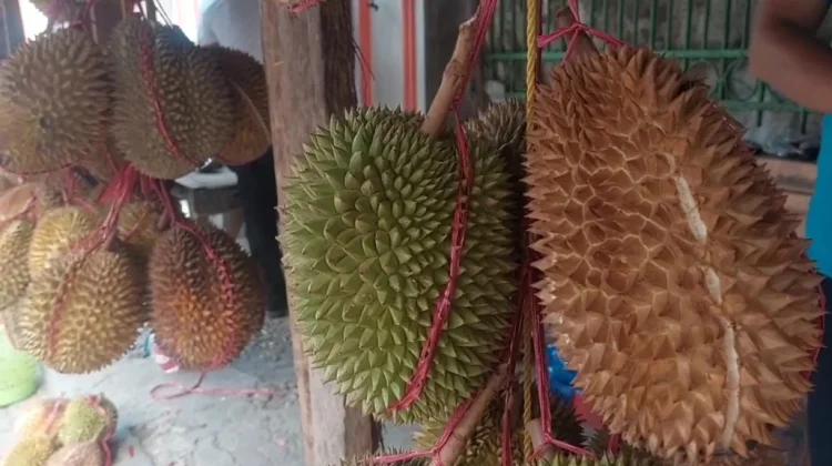 Sentra Durian Banten, Lebak Miliki Potensi Panen 52 Juta Buah
