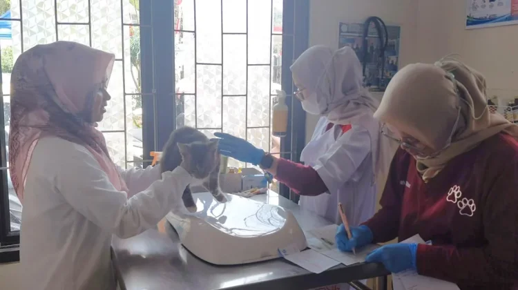 Puskeswan Pandeglang Gelar Vaksinasi Rabies Gratis