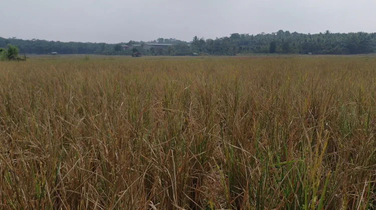 DPKP Pandeglang Turun Tangan Identifikasi Lahan Puso di Pagadungan