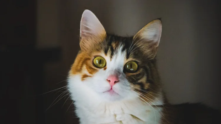 Tip Merawat Kesehatan Mata dan Telinga Kucing