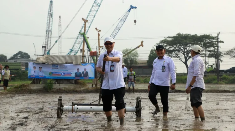 DKPP Serang Tanam Padi 500 Hektare Serentak