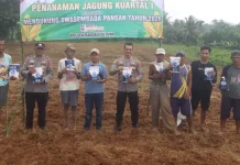 Polsek Rangkasbitung Tanam Jagung Hibrida Bersama Poktan Citeras
