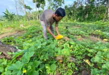Petani Timun Suri di Lebak Mulai Panen