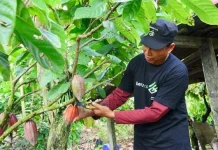 Harga Kakao di Lebak Anjlok, Petani Tunda Penjualan