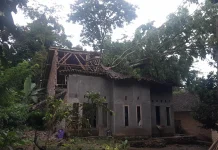 Pohon Petai di Pandeglang Tumbang, Dua Orang Luka-luka