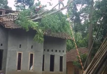 BPBDPK Pandeglang Evakuasi Pohon yang Menimpa Rumah Warga Tapos
