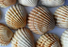 Rahasia Mengolah Kerang Dara Anti Amis