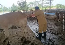 Dukung Swasembada Daging dan Susu, Disnakeswan Lebak  Genjot Inseminasi Buatan
