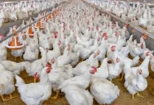 Produksi Ayam Potong di  Lebak Aman hingga Lebaran