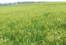 Distan Lebak Ajak Petani Gunakan Benih Tahan Kekeringan