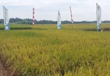 Kementan Gandeng IPB Survei Sawah Baru di Lebak