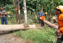 Antisipasi Pohon Tumbang, BPBD Pandeglang Siagakan Alat Berat