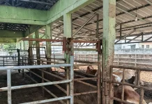 DPK3 Kota Serang Usulkan Revitalisasi RPH Jelang Iduladha