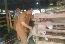 Lebak Targetkan Swasembada Daging Domba Tahun Ini