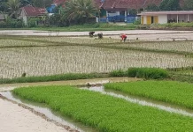 Lebak Kejar Target Luas Tambah Tanam Padi 157 Ribu Hektare