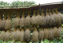 Petani Badui Syukuri Panen Padi Huma Melimpah