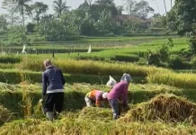 Bupati Pandeglang Apresiasi Respon Cepat Kementan Terkait Bantuan Petani