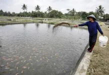Produksi Ikan Air Tawar di Lebak Capai 4.089,15 ton