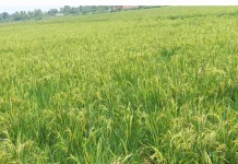 Dukung Swasembada Pangan, Distan Lebak Cetak Sawah Baru