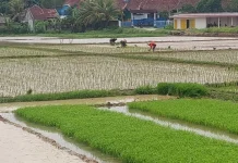 Lahan Baku Sawah Lebak Capai 5.197 Hektare