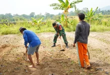 TNI Garap Lahan Tidur di Cibeber Menjadi Produktif