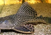 Hukum Membasmi Ikan Sapu-Sapu dalam Pandangan Islam