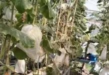 Kadin Banten Kembangkan Sentra Melon Premium di Lebak