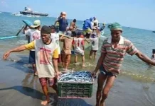 Dampak Degradasi Pesisir Turunkan Populasi Ikan Tangkap