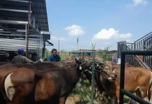 Memburu Berkah Hewan Kurban di Kaki Gunung Pandeglang