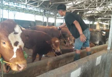 Cara Peternak Cimanuk Pandeglang Menjaga Kesehatan Hewan Kurban