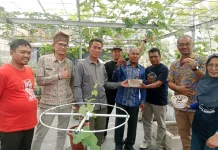 Pemprov dan DPRD Sepakat Dukung Pengembangan Pertanian Anggur
