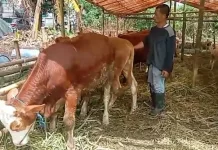 Harga Hewan Kurban Merangkak Naik Jelang Iduladha 1447 Hijriah