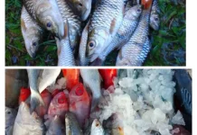 Pemkab Lebak Genjot Produksi Ikan untuk  Program MBG