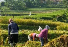 Sensus Ekonomi 2026 Sasar Seluruh Sektor Usaha di Pandeglang