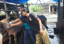 Menjelang Iduladha, Hewan Kurban di Lebak Diperiksa