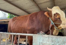 Presiden Salurkan 9 Sapi Jumbo untuk Provinsi Banten