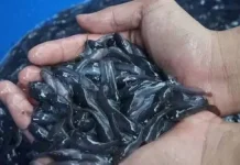 KKP Bantu Pembudidaya Lele Tingkatkan Ekonomi Desa