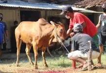 Kurban Jadi Wujud Kepedulian Sosial Antarumat