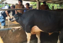 Kebutuhan Hewan Kurban di Lebak  Naik Drastis