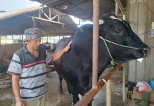 Presiden Prabowo Kurban Sapi 1,1 Ton untuk Warga Kota Tangerang