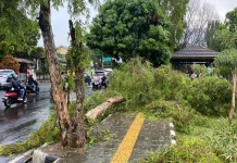 Cuaca Ekstrem Picu Pohon Tumbang di Pandeglang