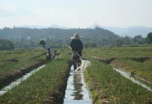 Pemkab Lebak Genjot Bantuan Petani dan Irigasi